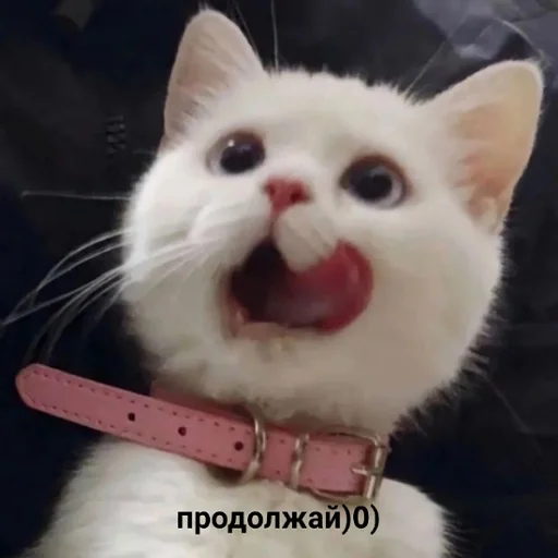 😏 Стикер «коты и мемы» для Telegram