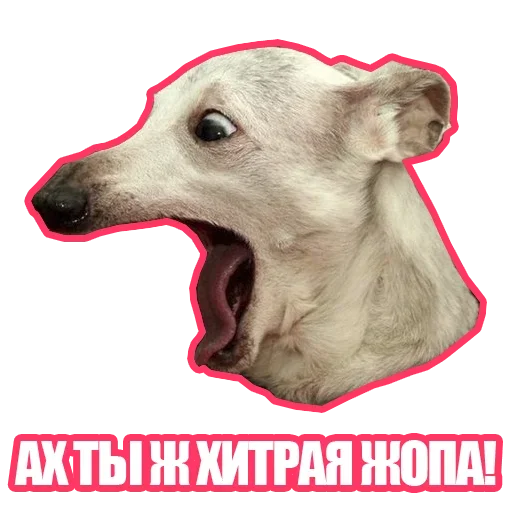 😨 Стикер «Рандомные мемы и пупы» для Telegram