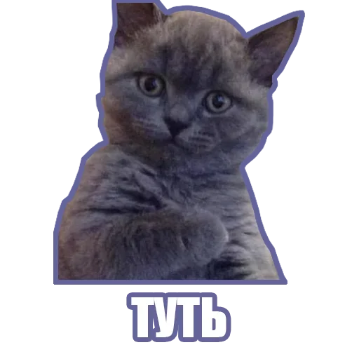 🙃 Стикер «Рандомные мемы и пупы» для Telegram