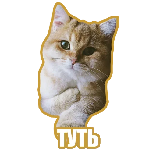 ❤️ Стикер «Рандомные мемы и пупы» для Telegram