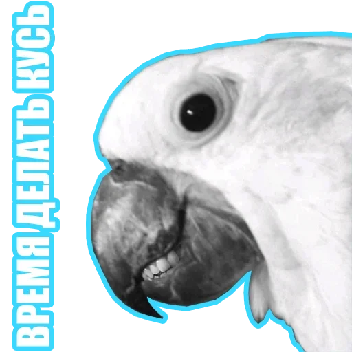😸 Стикер «Рандомные мемы и пупы» для Telegram