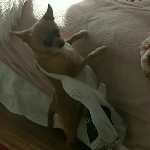 🐶 Стикер «Memes de retardado» для Telegram