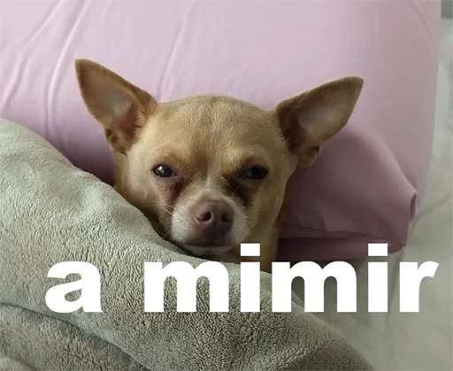 🥱 Стикер «Memes de retardado» для Telegram