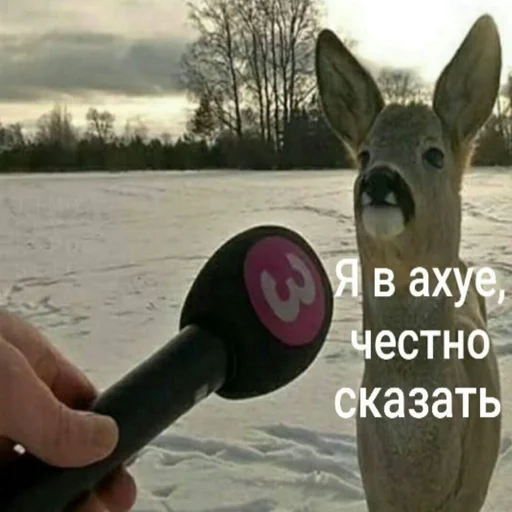 😮 Стикер «Стикеры WhatsApp» для Telegram