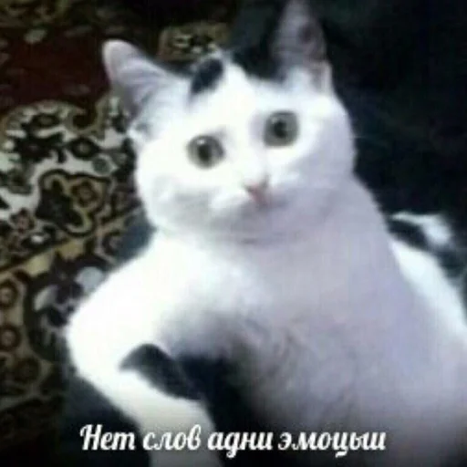 👿 Стикер «Стикеры WhatsApp» для Telegram