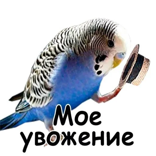 😧 Стикер «Стикеры WhatsApp» для Telegram
