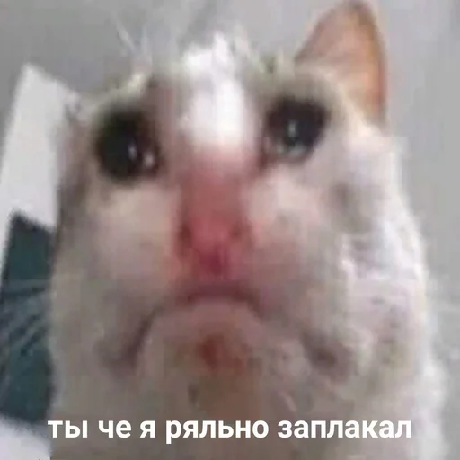 😪 Стикер «Стикеры WhatsApp» для Telegram