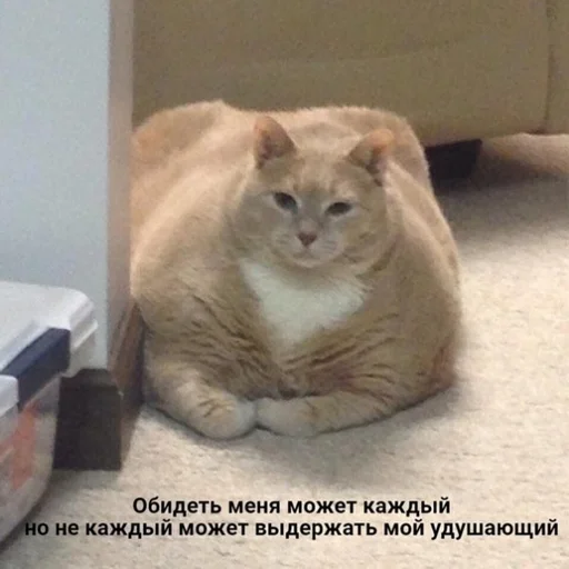 🤝 Стикер «Стикеры WhatsApp» для Telegram