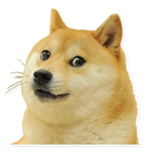 🐶 Стикер «Memes, memes everywhere» для Telegram