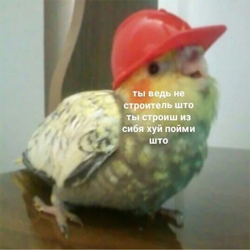 😀 Стикер «мемосяндры» для Telegram