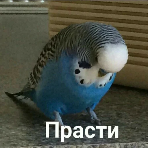 🙏 Стикер «Мэмчики» для Telegram