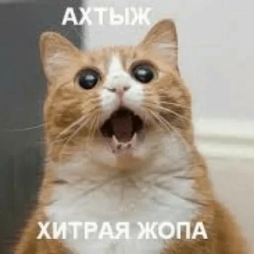😳 Стикер «Мэмчики» для Telegram