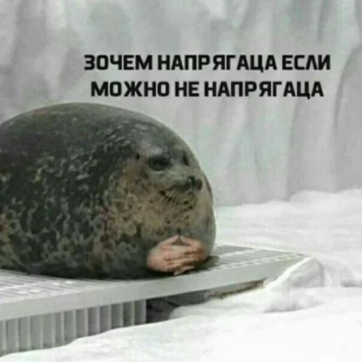 🧐 Стикер «Мэмчики» для Telegram