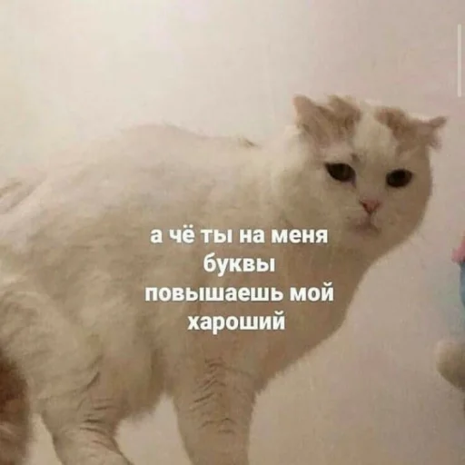 🤨 Стикер «Мэмчики» для Telegram