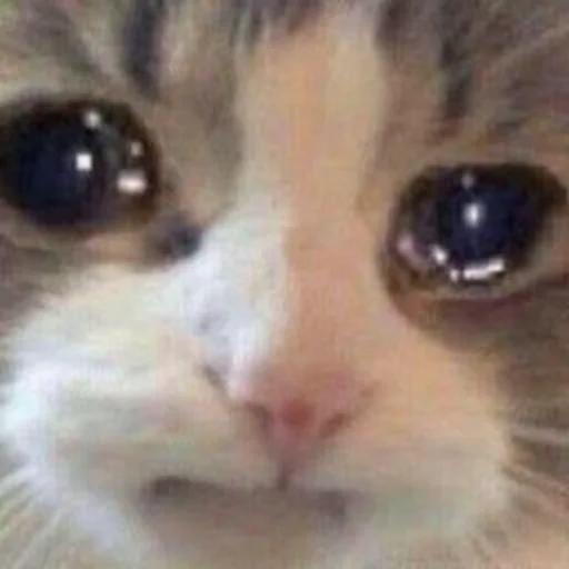 😭 Стикер «Мэмчики» для Telegram