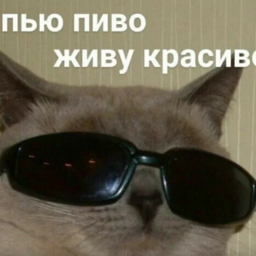 😎 Стикер «Мэмчики» для Telegram