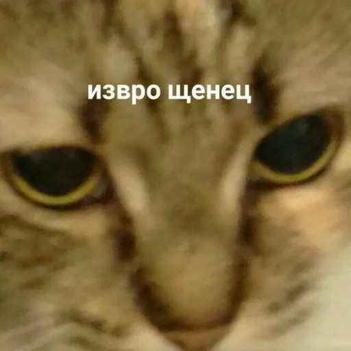 😳 Стикер «Мэмчики» для Telegram