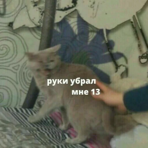 😐 Стикер «Мэмчики» для Telegram