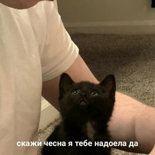 🥺 Стикер «Мэмчики» для Telegram