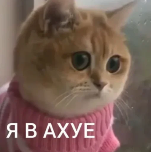😧 Стикер «Мэмчики» для Telegram