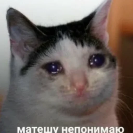 🥺 Стикер «Мэмчики» для Telegram