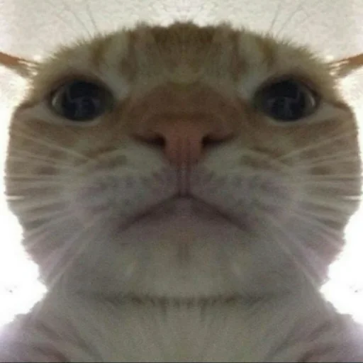 😐 Стикер «Мэмчики» для Telegram