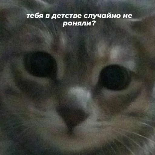 🗿 Стикер «Мэмчики» для Telegram