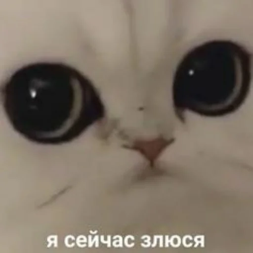 🌝 Стикер «Мэмчики» для Telegram