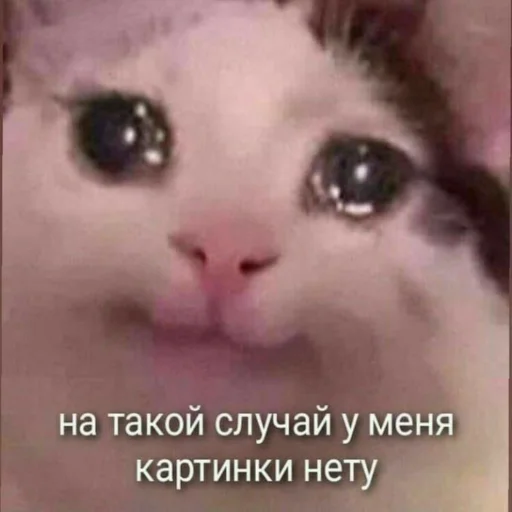 🙃 Стикер «Мэмчики» для Telegram