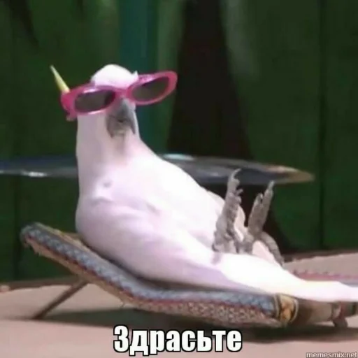 👋 Стикер «Мэмчики» для Telegram