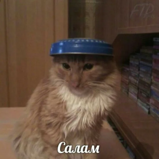 👋 Стикер «Мэмчики» для Telegram
