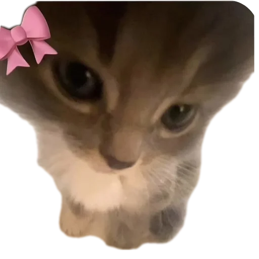 🐱 Стикер «Meme» для Telegram