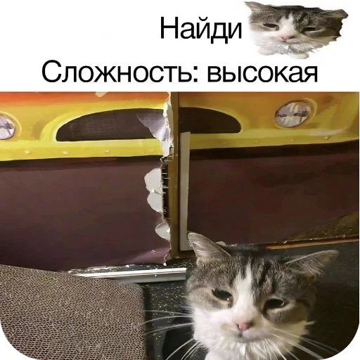 🐱 Стикер «Meme» для Telegram
