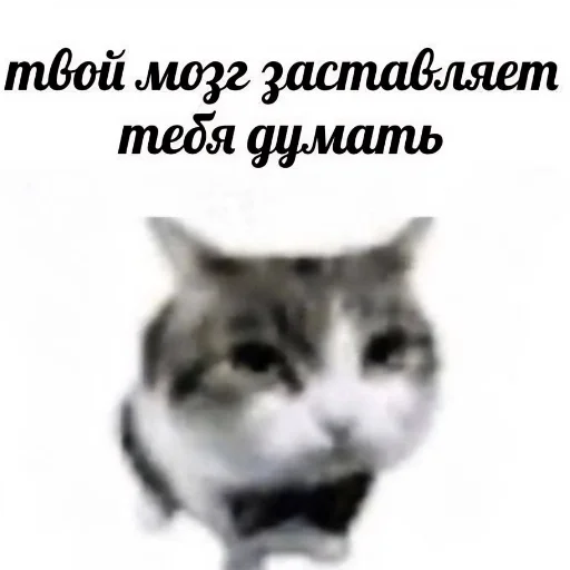 🐱 Стикер «Meme» для Telegram