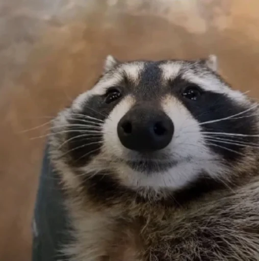 🦝 Стикер «Мемные мемы» для Telegram