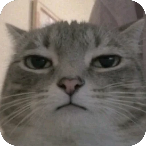 😠 Стикер «Котомем.» для Telegram