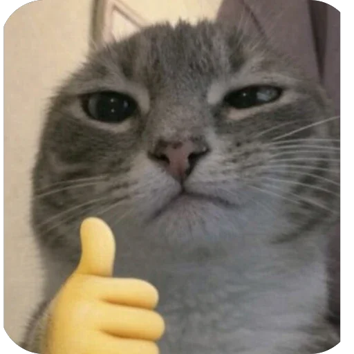 👍 Стикер «Котомем.» для Telegram