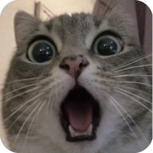 😯 Стикер «Котомем.» для Telegram