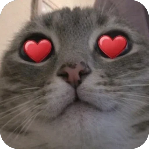 😍 Стикер «Котомем.» для Telegram