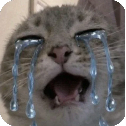 😭 Стикер «Котомем.» для Telegram