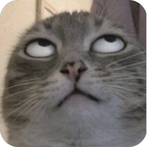 🙄 Стикер «Котомем.» для Telegram