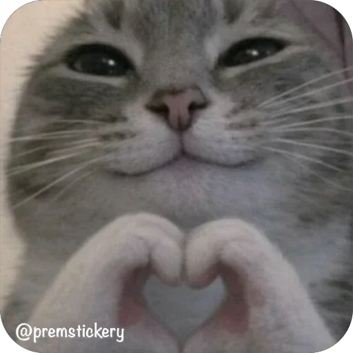 ❤️ Стикер «Котомем.» для Telegram