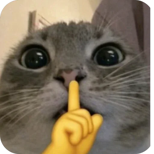 🤫 Стикер «Котомем.» для Telegram