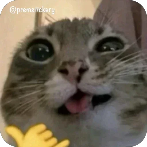 😉 Стикер «Котомем.» для Telegram