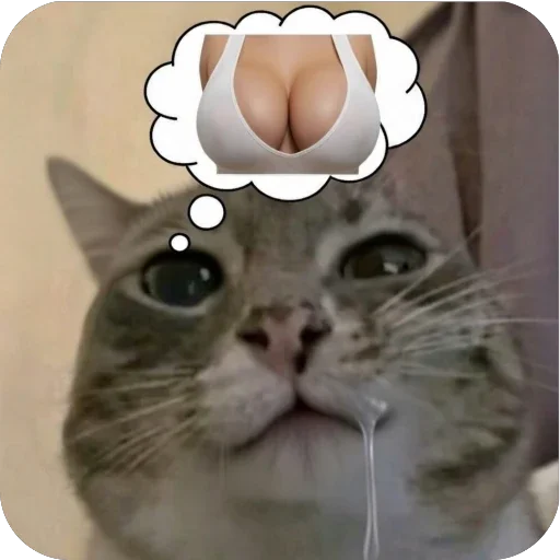 🫥 Стикер «Котомем.» для Telegram
