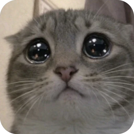 🥺 Стикер «Котомем.» для Telegram