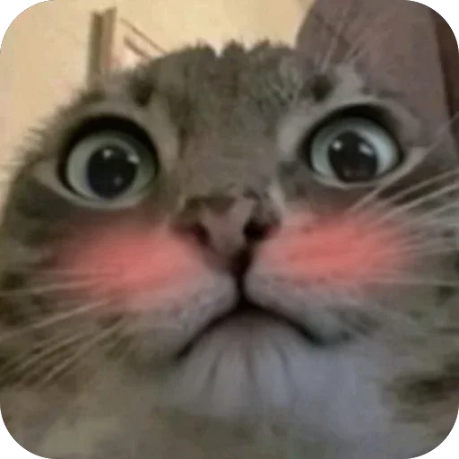 🫥 Стикер «Котомем.» для Telegram