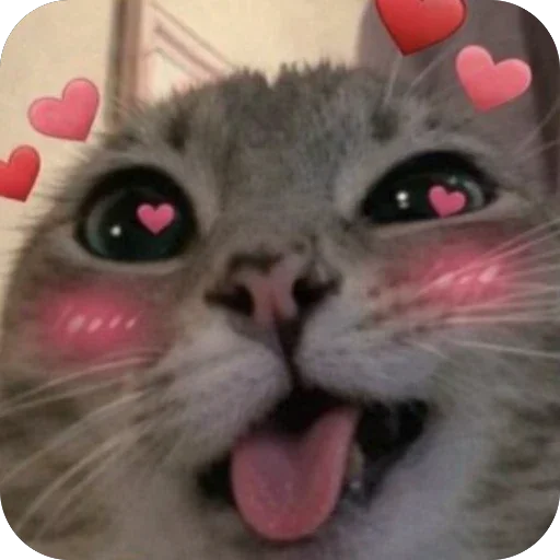 🥰 Стикер «Котомем.» для Telegram