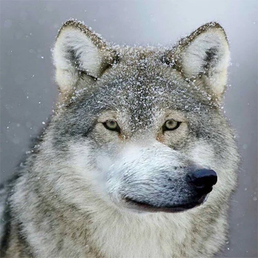 🤙 Стикер «Мемность бытия» для Telegram