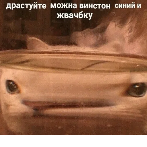 🚬 Стикер «popug mem» для Telegram